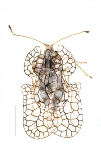 Hyalochiton multiseriatus